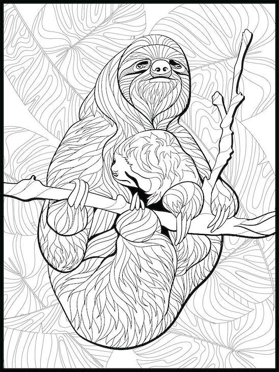 Sloth Coloring Poster