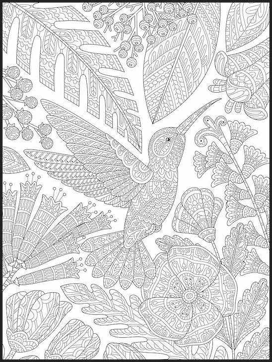 Hummingbird Coloring Poster